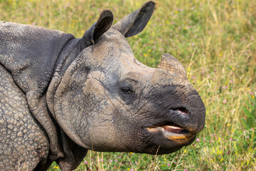 Greater One-horned Rhino at a local zoo © Matt