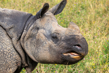 Greater One-horned Rhino at a local zoo © Matt