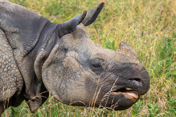 Greater One-horned Rhino at a local zoo © Matt