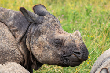 Greater One-horned Rhino at a local zoo © Matt