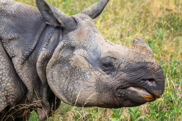 Fototapeta premium Greater One-horned Rhino at a local zoo