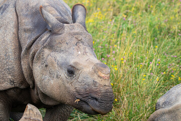 Greater One-horned Rhino at a local zoo © Matt
