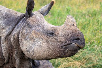 Greater One-horned Rhino at a local zoo © Matt