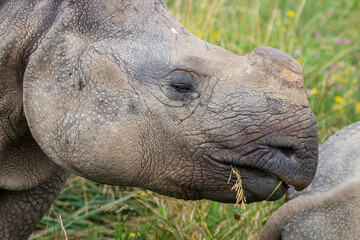 Greater One-horned Rhino at a local zoo © Matt