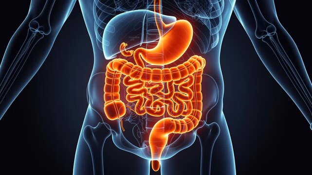 Detailed 3D illustration of human digestive system highlighting stomach and intestines in glowing orange