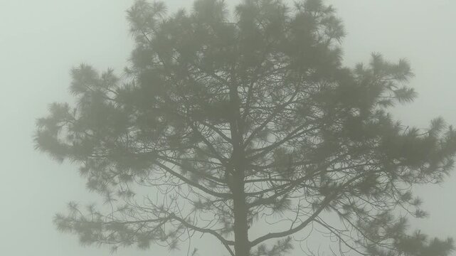 Silhouette of a solitary pine tree surrounded by dense white fog