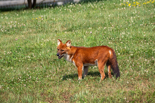 An Asiatic Wild Dog (Dhole) at a local zoo