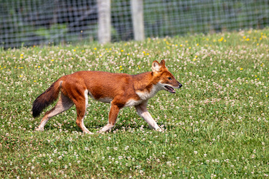 An Asiatic Wild Dog (Dhole) at a local zoo