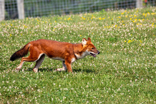 An Asiatic Wild Dog (Dhole) at a local zoo