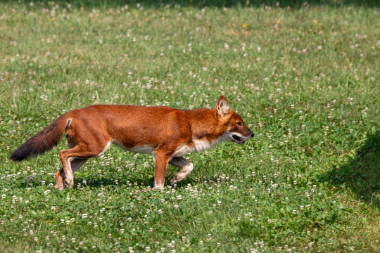 An Asiatic Wild Dog (Dhole) at a local zoo