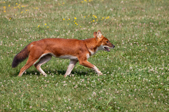 An Asiatic Wild Dog (Dhole) at a local zoo