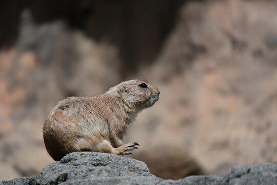 바위 위에 앉아 먼 곳을 응시하는 프레리도그 (Prairie dog sitting on a rock staring into the distance)