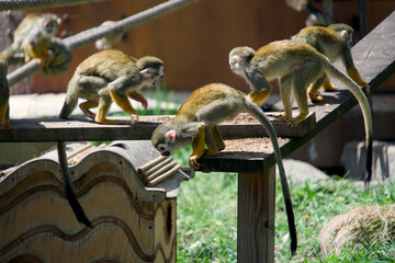 나무 플랫폼 위에서 활동적으로 움직이는 다람쥐원숭이 무리 (A group of squirrel monkeys actively moving on a wooden platform) © 이동섭