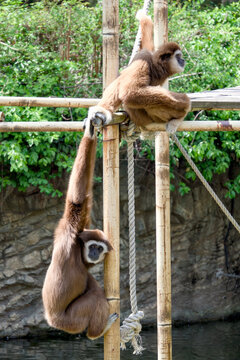대나무 구조물 위에서 상호작용하는 두 마리의 흰손긴팔원숭이 (Two white-handed gibbons interacting on a bamboo structure)