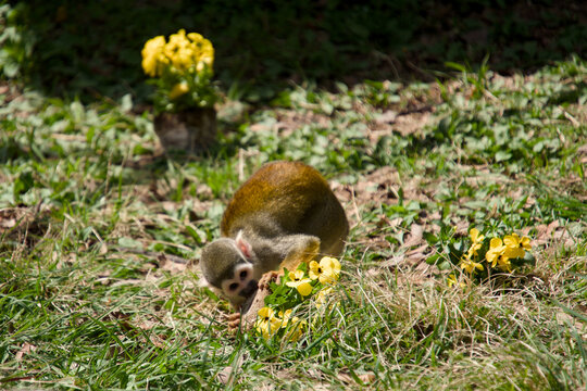노란 봄꽃이 만발한 잔디밭 위의 다람쥐원숭이 (Squirrel monkey on green grass with yellow spring flowers)