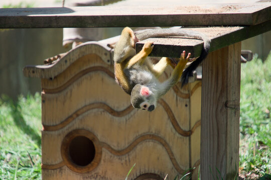 나무 플랫폼에 거꾸로 매달려 노는 다람쥐원숭이 (Squirrel monkey hanging upside down from a wooden platform)