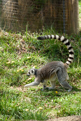 Fototapeta premium 풀밭 위를 걷는 호랑이꼬리여우원숭이 (Ring-tailed lemur walking on green grass)