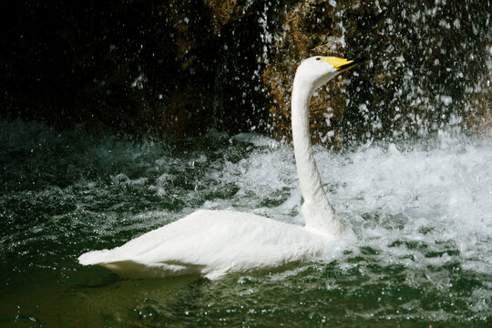 폭포 물보라 속에서 수영하는 큰고니 (Whooper swan swimming in crashing waterfall spray)