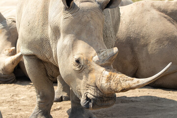 Southern White Rhino at a local zoo © Matt