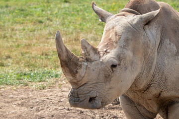 Southern White Rhino at a local zoo © Matt