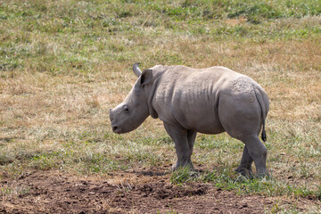 Obraz premium Southern White Rhino at a local zoo