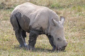 Southern White Rhino at a local zoo © Matt