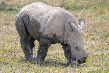 Southern White Rhino at a local zoo © Matt