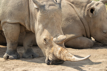 Southern White Rhino at a local zoo © Matt