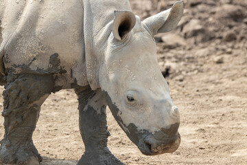 Southern White Rhino at a local zoo © Matt