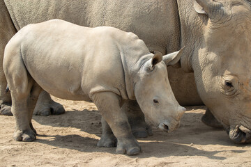 Southern White Rhino at a local zoo © Matt