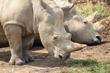 Southern White Rhino at a local zoo © Matt