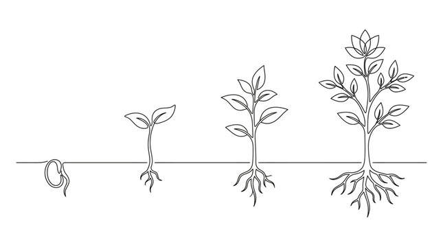 Continuous line drawing of plant growth stages from seed to mature tree.