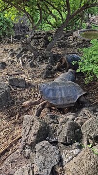 Galapagos Floreana Island chelonoidis niger giant saddleback tortoises walking and interacting in conservation area vertical video