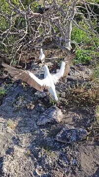 Nazca booby bird pair following each other over volcanic rocks of Galapagos islands vertical video
