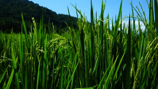 Green rice stalks growing in paddy field near tropical hills