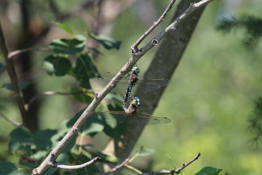 Dragon Flies, Gold Bar Park, Edmonton, Alberta