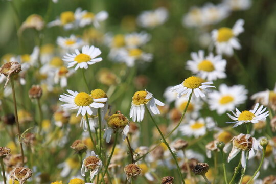 daisies in a field