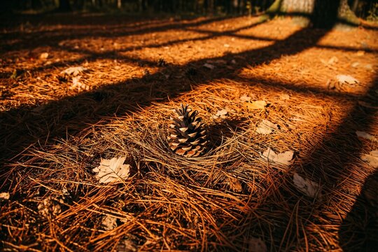Single Pine Cone on Pine Needles with Long Afternoon Shadows