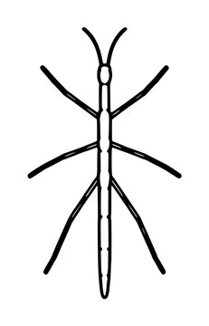Hand-traced black vector illustration of a slender walking stick insect with elongated body, six long legs, and antennae, displayed on a plain white background in minimalist line art style