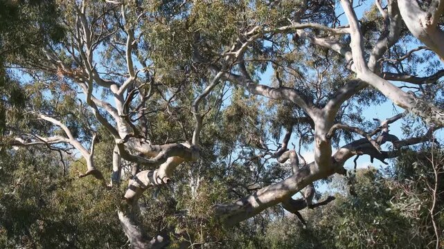 Twisted eucalyptus branches with pale bark reaching across a native Australian bushland canopy against blue sky, Melton, Victoria Australia. Expansive canopy of mature gum trees. Dense native foliage