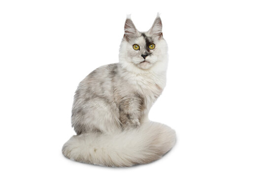 Gray and white Maine Coon cat sitting and staring directly at camera isolated on white background
