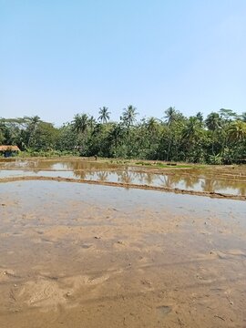 Pemandangan sawah yang sudah diairi terlihat sudah siap untuk ditanami padi.sekitar pemandangan pedesaan yang asri