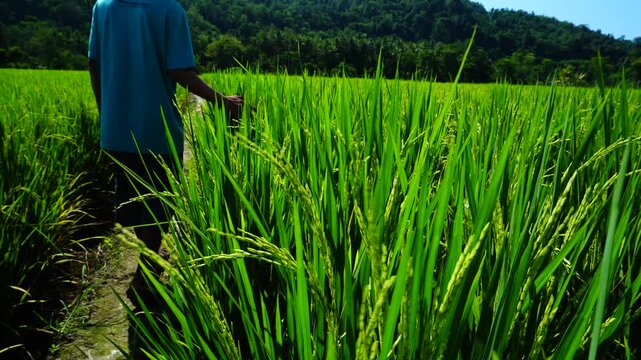 Male farmer walking through green rice field touching crops