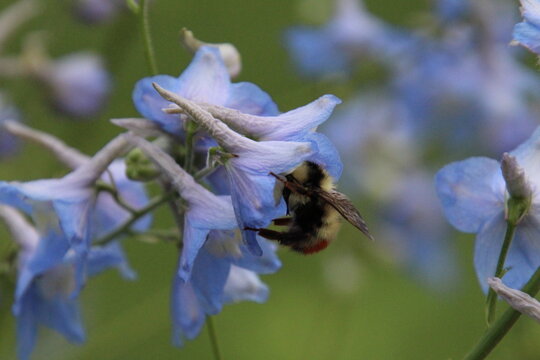 bee on a flower
