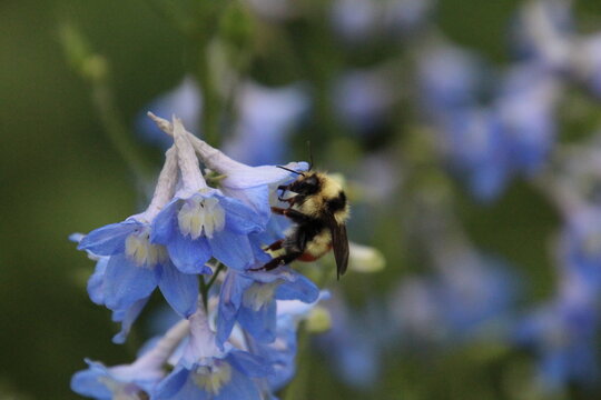 bee on a flower