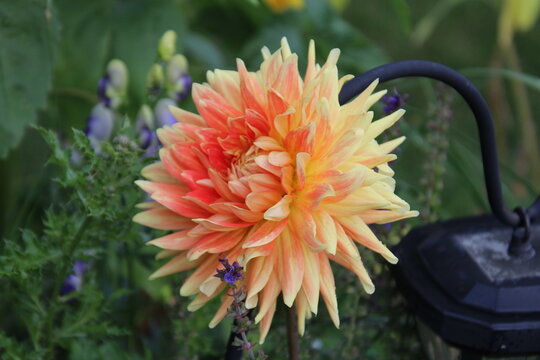 orange dahlia flower