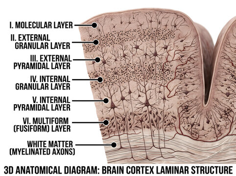 Brain cortex laminar structure with labeled layers diagram isolated on white background