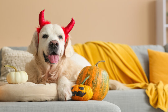 Cute Labrador dog in Halloween red devil horns headband with pumpkins lying on sofa at home