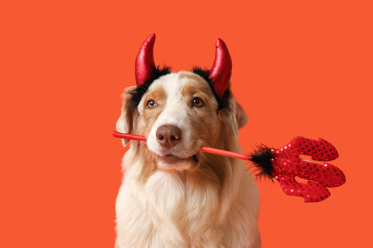 Cute dog in Halloween costume on orange background