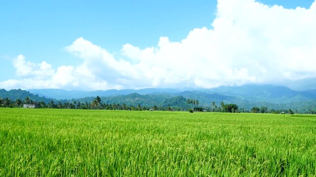 Wide green rice field landscape with distant mountains and clouds